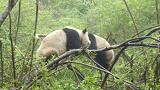 chengdu panda research 019