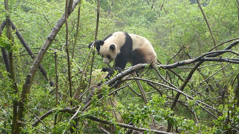 chengdu_panda_research_020.jpg