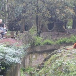 chengdu panda research 023