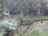 chengdu panda research 023