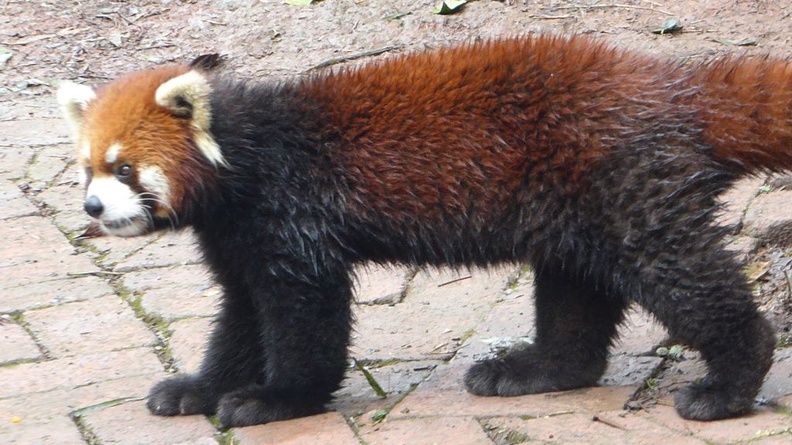 chengdu panda research 024