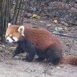 chengdu panda research 025