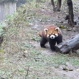 chengdu panda research 027