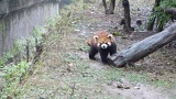 chengdu panda research 027