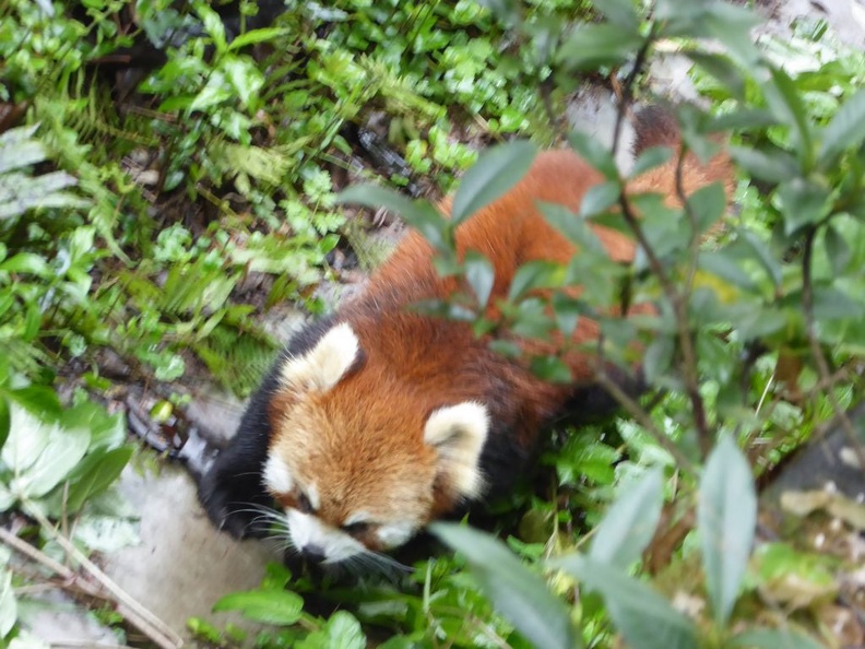 chengdu_panda_research_026.jpg