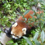 chengdu panda research 026