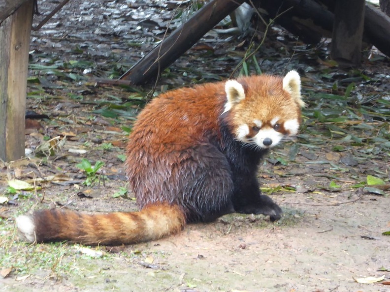 chengdu_panda_research_028.jpg