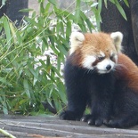 chengdu panda research 029