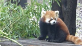 chengdu panda research 029