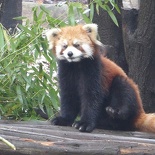 chengdu panda research 030