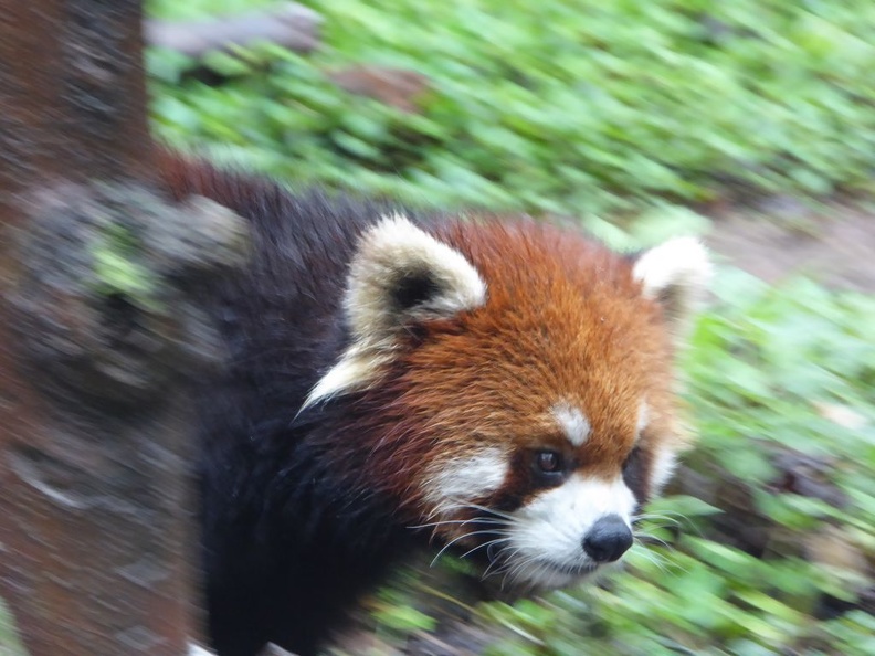 chengdu panda research 031