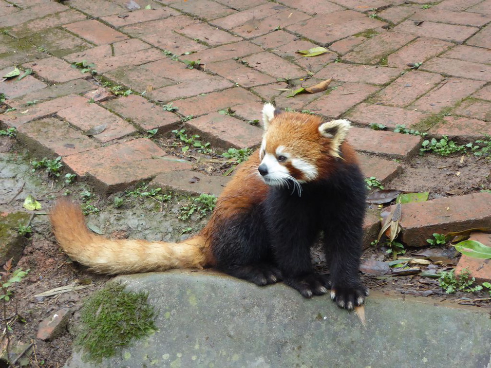 chengdu panda research 032