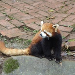 chengdu panda research 032