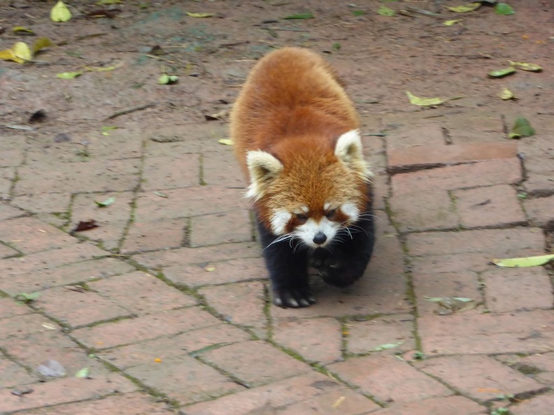 chengdu panda research 033