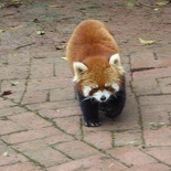 chengdu panda research 033