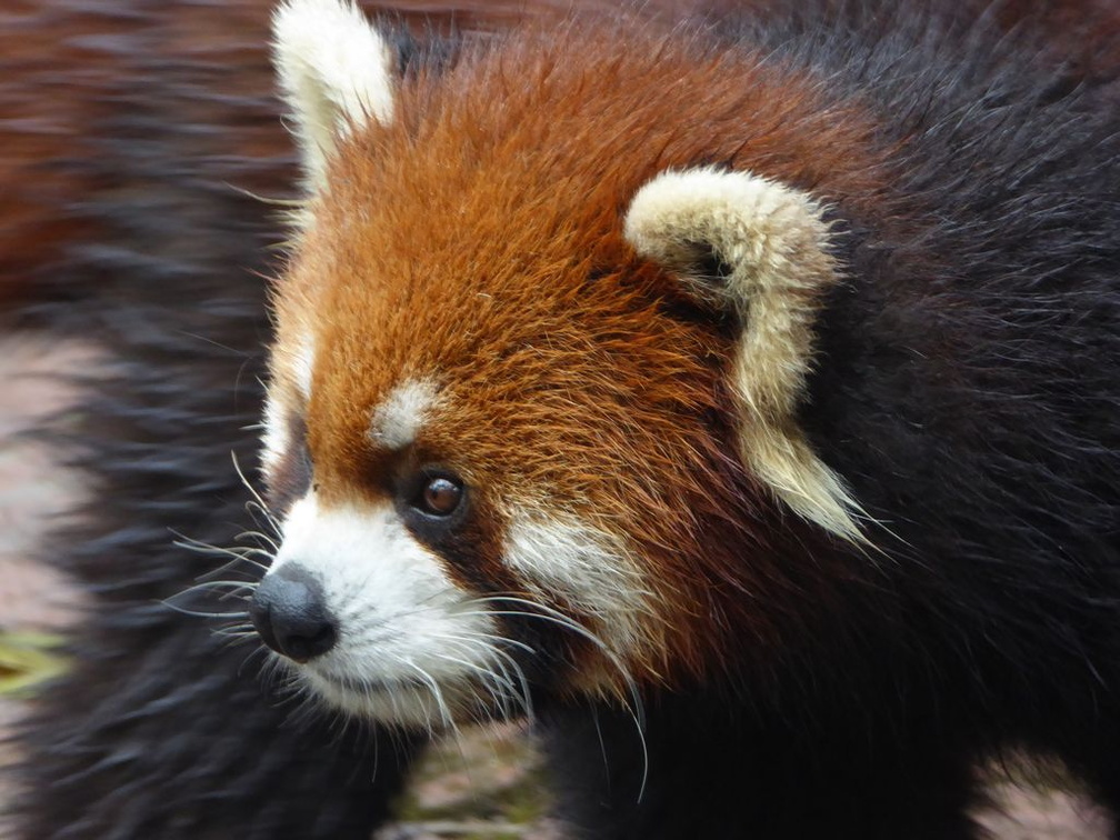 chengdu panda research 034