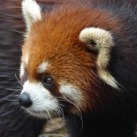 chengdu panda research 034