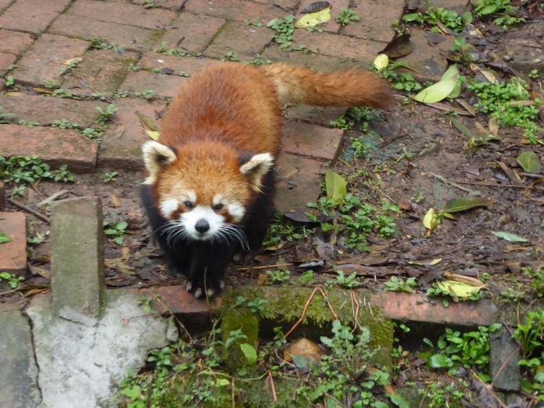 chengdu panda research 035