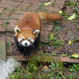 chengdu panda research 035