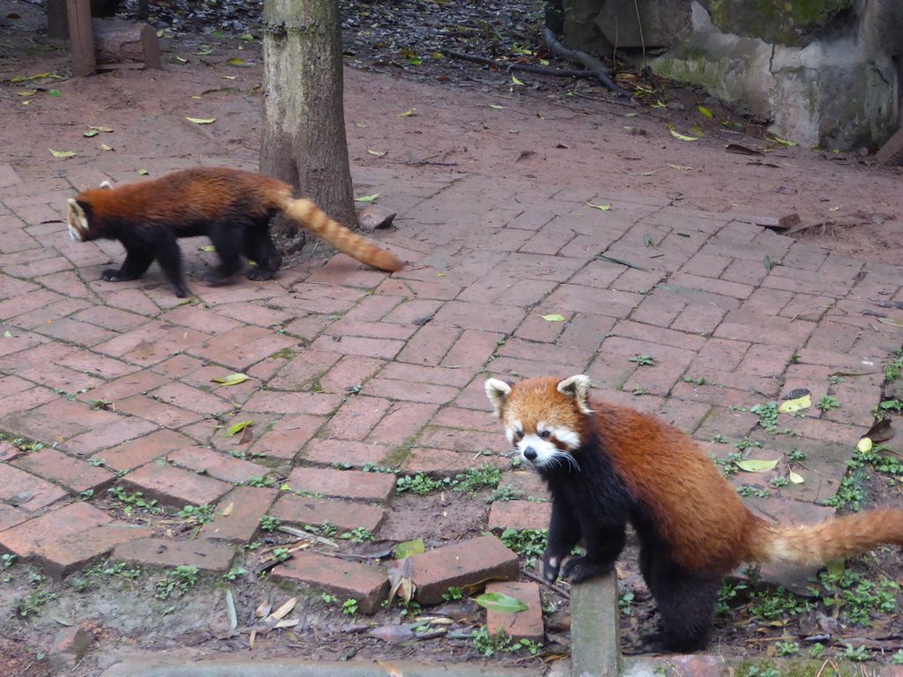 chengdu panda research 036