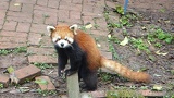 chengdu panda research 037