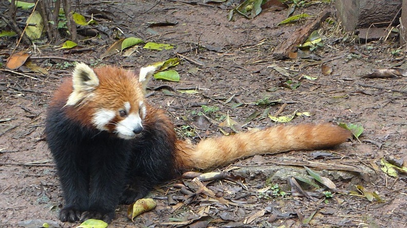 chengdu panda research 038