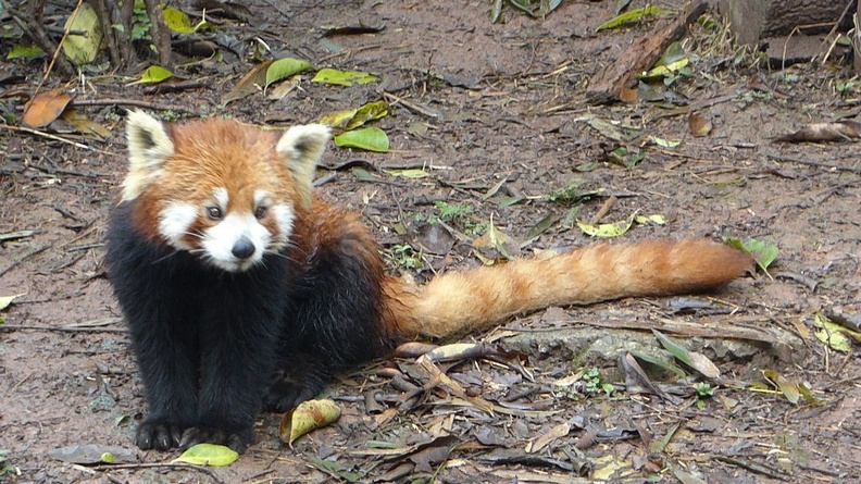 chengdu_panda_research_039.jpg