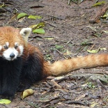 chengdu panda research 039