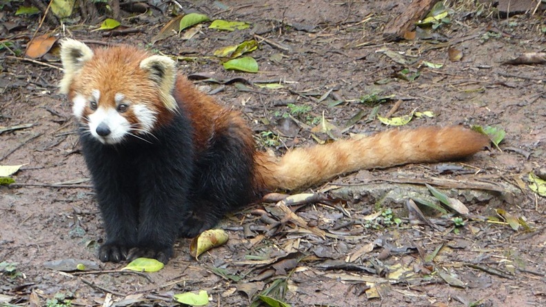 chengdu_panda_research_040.jpg