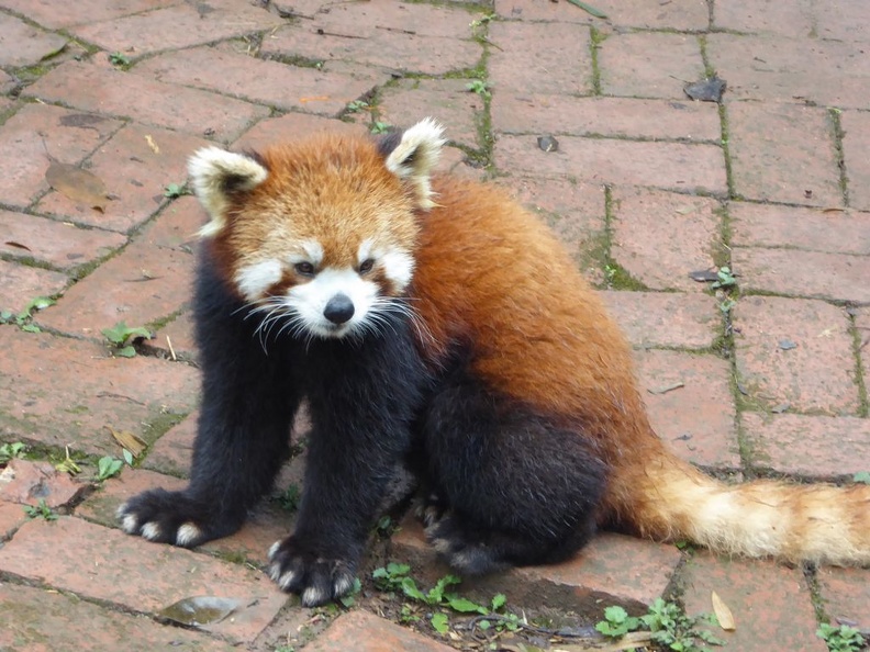 chengdu_panda_research_042.jpg