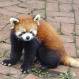 chengdu panda research 042