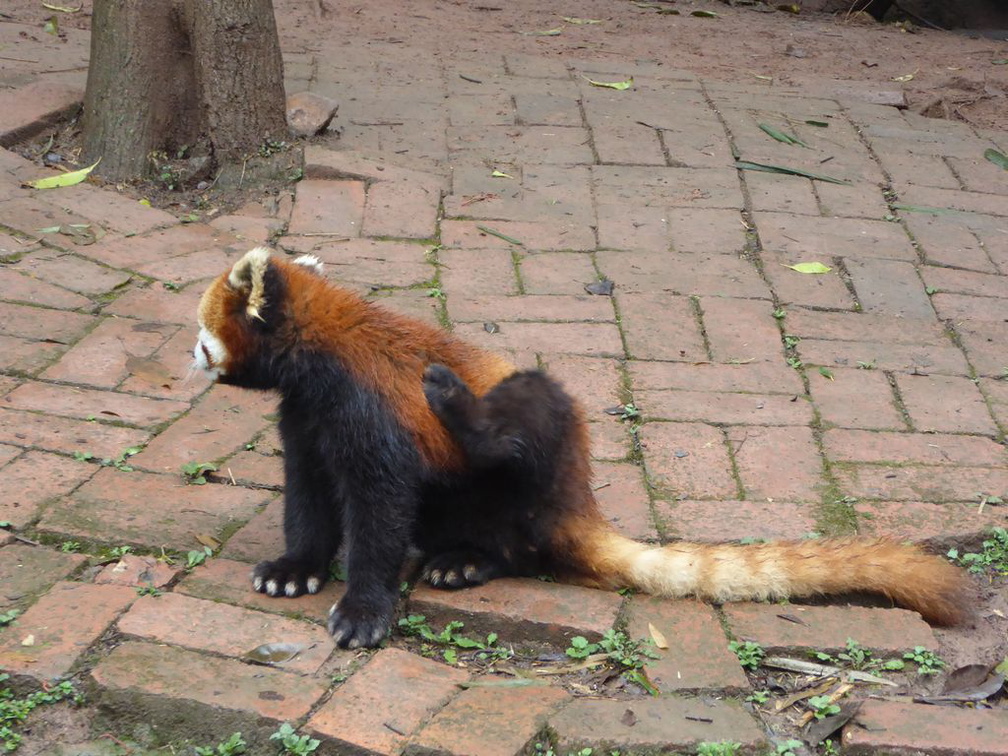 chengdu panda research 044