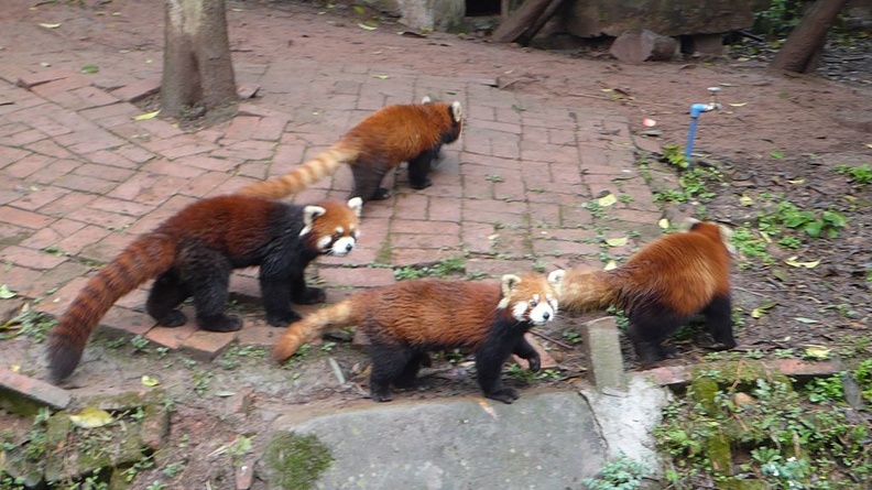 chengdu_panda_research_045.jpg