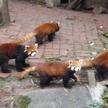 chengdu panda research 045