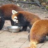 chengdu panda research 046