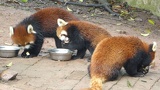 chengdu panda research 046