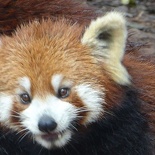 chengdu panda research 047