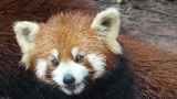 chengdu panda research 047