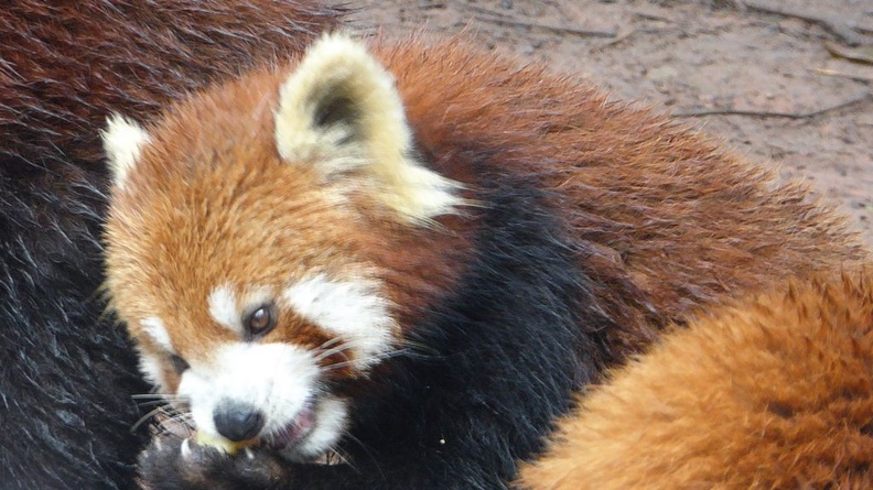 chengdu_panda_research_048.jpg