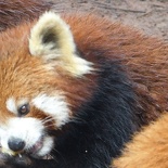 chengdu panda research 048