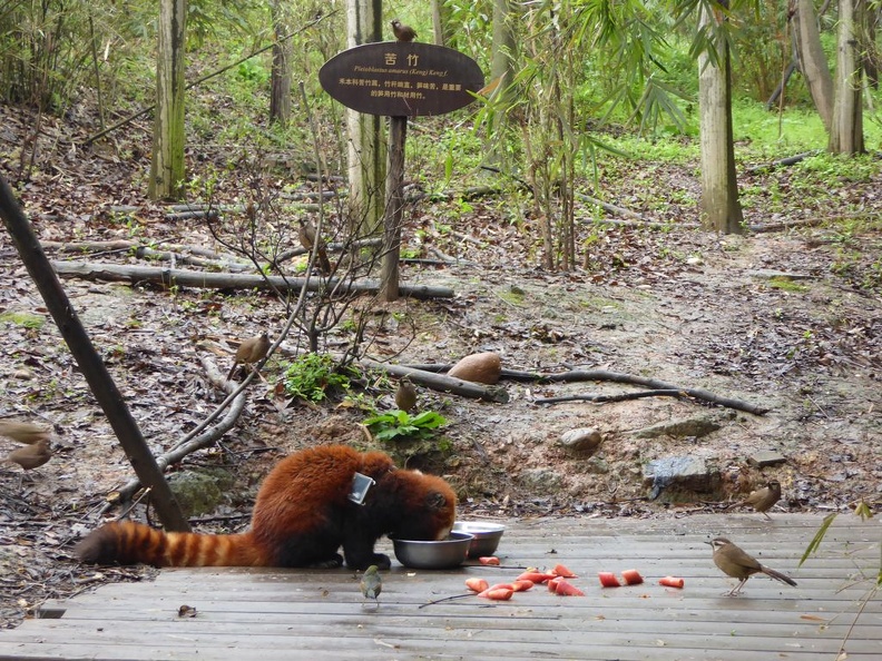 chengdu_panda_research_051.jpg