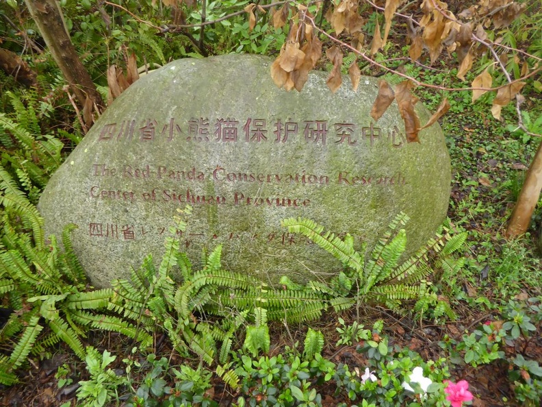 chengdu panda research 055