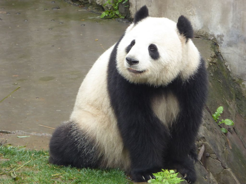 chengdu panda research 063