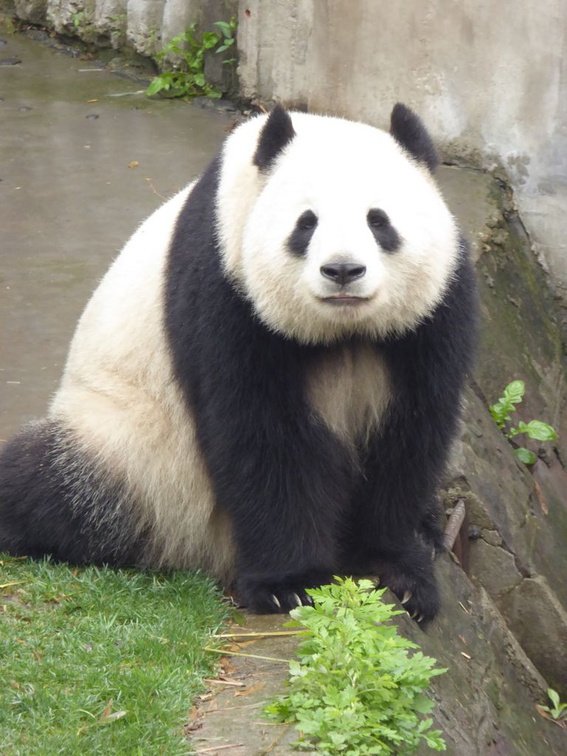 chengdu panda research 064