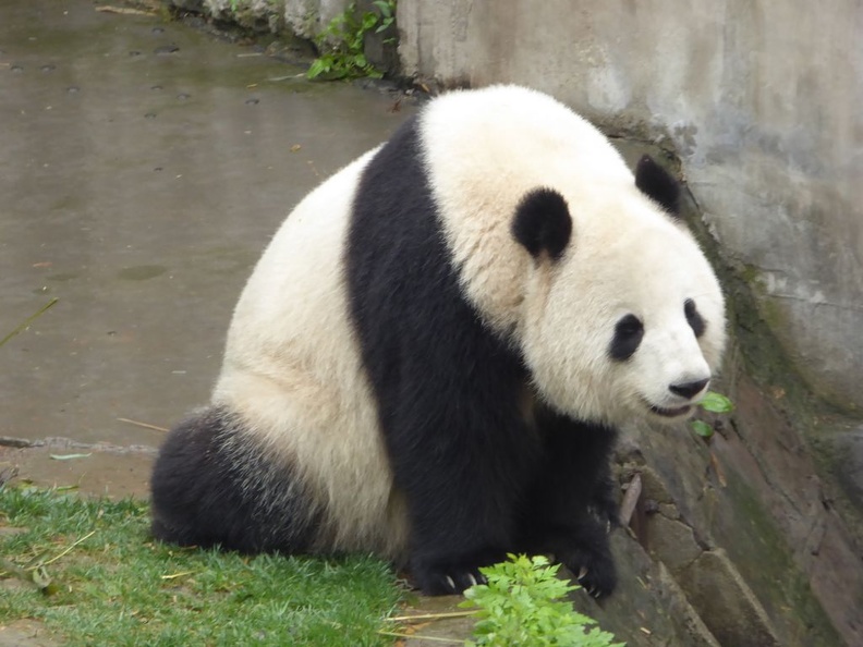 chengdu_panda_research_065.jpg