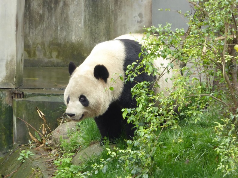 chengdu_panda_research_068.jpg