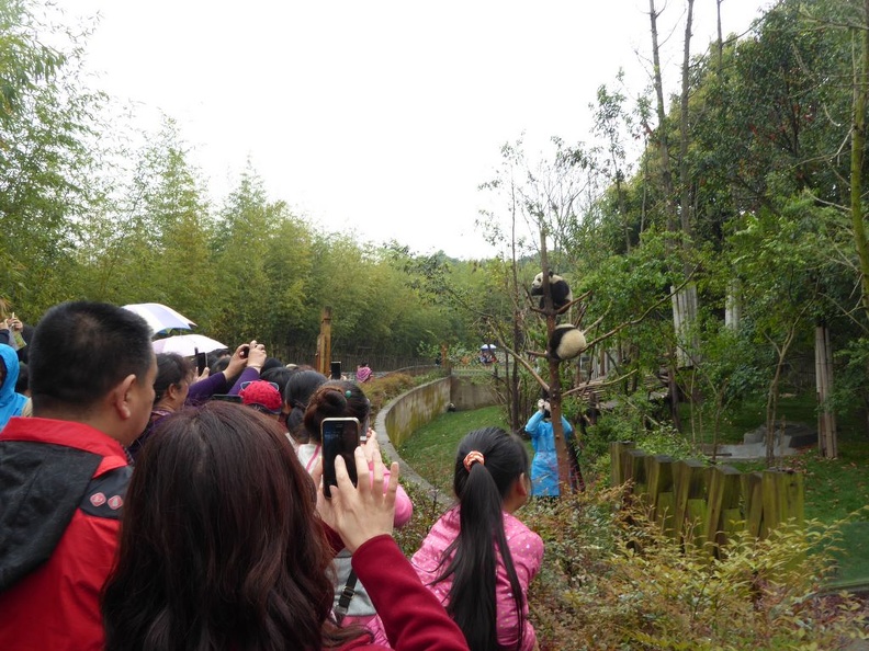 chengdu panda research 070