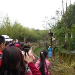 chengdu panda research 070