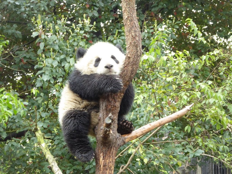 chengdu_panda_research_071.jpg