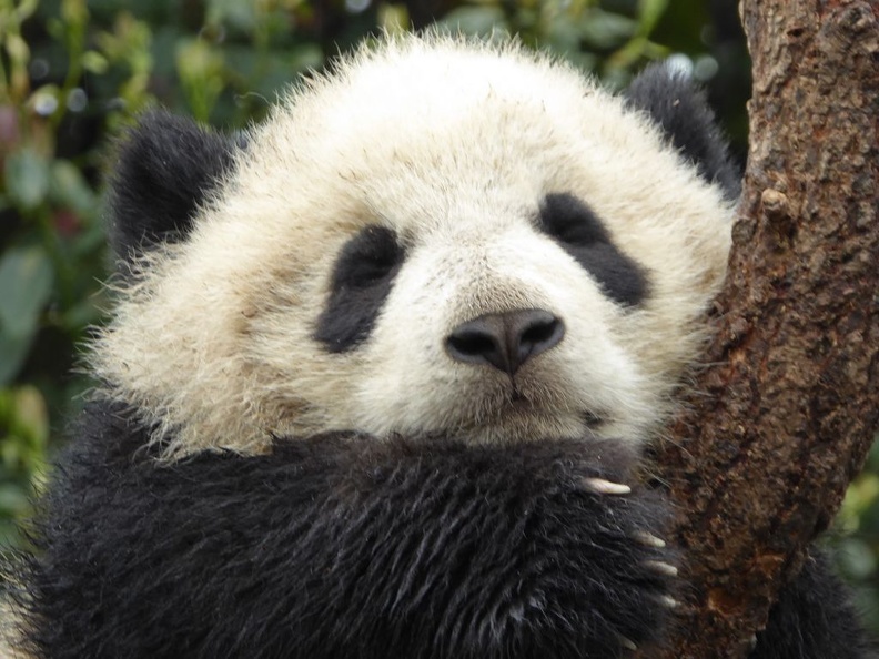 chengdu_panda_research_072.jpg